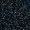 50 Grams of 11/0 Silver Lined Montana Blue Seed Beads